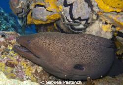 Giant moray eel by Gabriele Pastonchi 